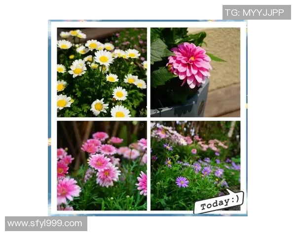 花卉种植技巧与养护方法全面解析,打造美丽花园的实用指南